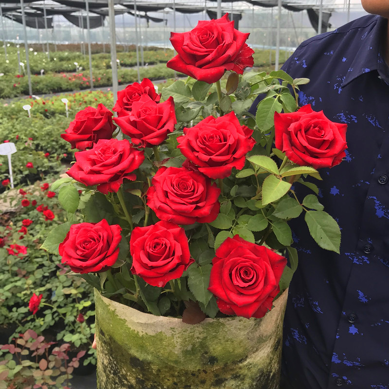 花卉绿植阳台玫瑰春魂四季开花