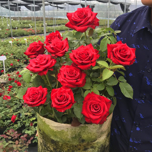 玫瑰花苗花卉观花绿植物室内阳台盆栽大花月季 开花 蔷薇四季