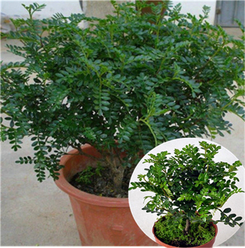 清香木 散发香味 卧室桌面四季常青小盆栽观叶胡椒木盆景 包邮