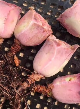 粉耶罗粉山地玫瑰 蜜桃杯酒杯白玉鸡蛋多肉组合盆栽 山地玫瑰