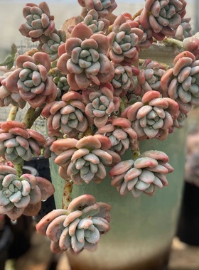 红洛神洛可可克洛伊多肉植物大群生小群生多头老桩贵货新手养植物