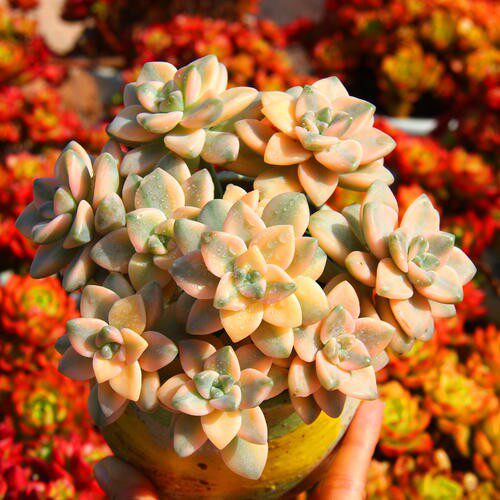 迷你多肉植物，裸根发货