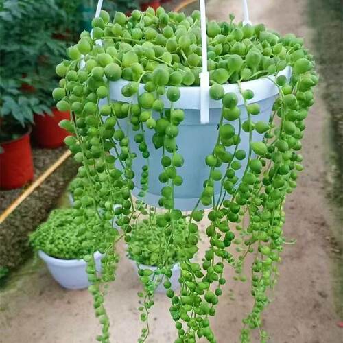 多肉佛珠吊兰盆栽垂吊