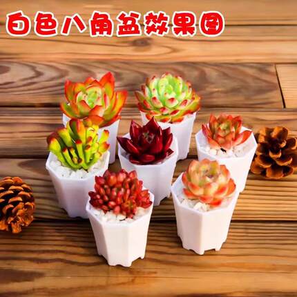 多肉植物肉肉幼儿园绿植小盆栽大颗好养含盆室内套餐老桩群生精品