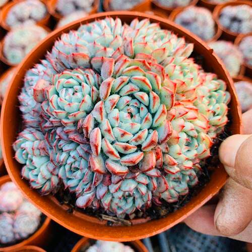 蓝姬莲多肉植物控养型植物