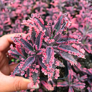 不死鸟锦多肉植物落地生根办公室美观易养小老桩花卉小盆栽花卉