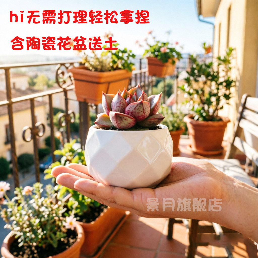 大和锦多肉植物组合盆栽绿植办公室创意花卉萌肉肉