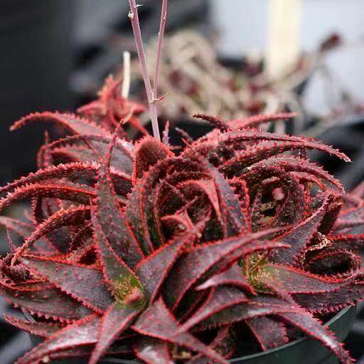 多肉植物组合盆栽 圣诞芦荟 美国红芦荟群生10头 12cm 一物一拍