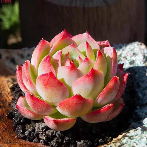 侧影多头群生多肉植物盆栽肉肉新手植物办公室创意花卉绿植