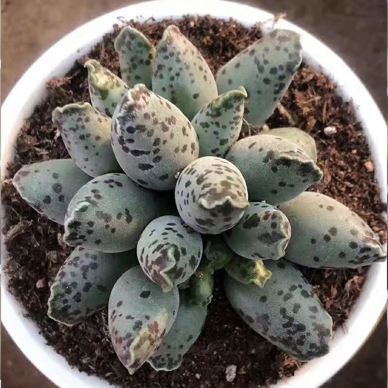 海豹多肉植物水泡系超萌梅花鹿奇趣多肉花卉盆栽绿植室内阳台植物