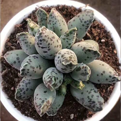 海豹多肉植物水泡系超萌梅花鹿奇趣多肉花卉盆栽绿植室内阳台植物