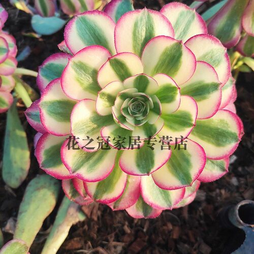 倾城实拍多肉植物万圣节