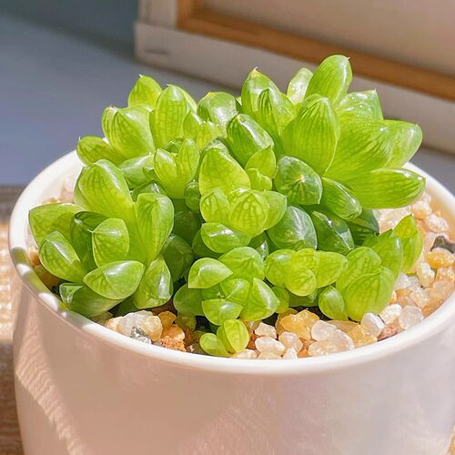草玉露多头群生 多肉植物十二卷属 办公室内盆栽花卉绿植
