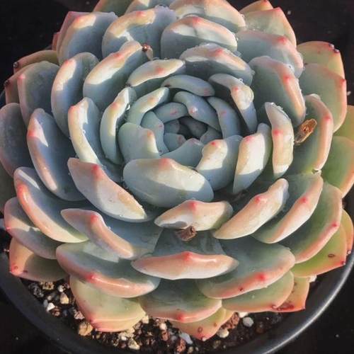 橙梦露多肉大橙子肉肉单头双头老桩多肉新手好养活家庭阳台绿植