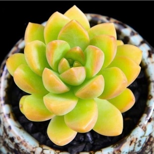 黄丽多肉植物黑檀汁冬云系多肉超萌肉肉室内花卉组合盆栽