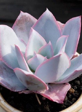 广寒宫多肉 老桩超大 晚霞 蓝光 伯克利锦 白玫瑰 植物薄叶三仙