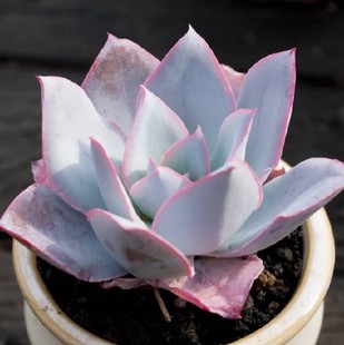 广寒宫多肉 老桩超大 晚霞 蓝光 伯克利锦 白玫瑰 植物薄叶三仙