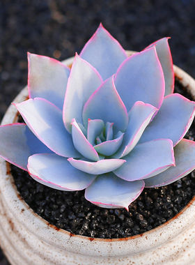 多肉植物广寒宫晚霞蓝光老桩一物一拍进口韩国肉肉花卉基地大棚