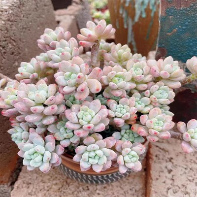 果冻色劳尔整体大颗老桩