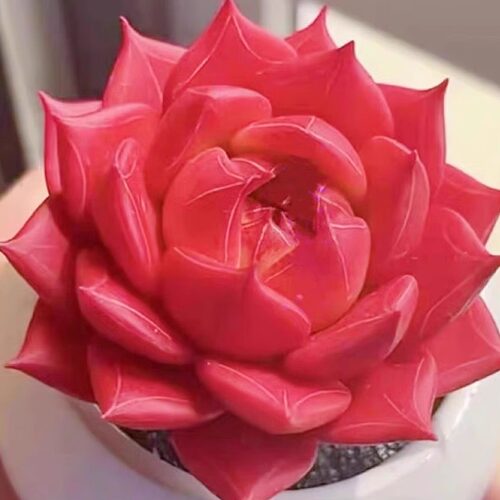 红颜蜜语多肉植物红骑士罗宾乌木系列好养活阳台桌面盆栽精品花卉