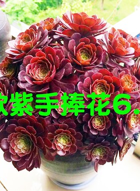 欧紫缀化多肉锦植物圆叶多头黑法师紫羊绒手捧花老桩粉女巫花卉