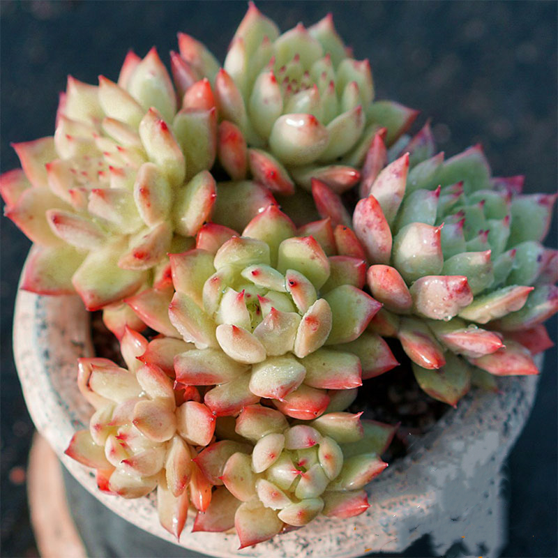 多肉植物组合盆栽绿植花卉tp蒂比新手肉肉特价清仓大颗