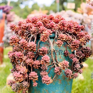 姬胧月悬崖老桩多头群大颗巨型多肉植物新手好养皮实稀有组合盆栽