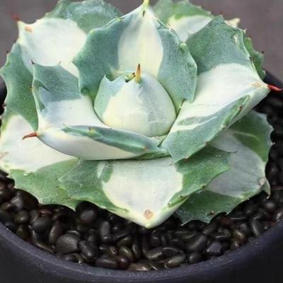 王妃雷神白中斑 龙舌兰科多肉植物小盆栽 变异花卉植物好养大