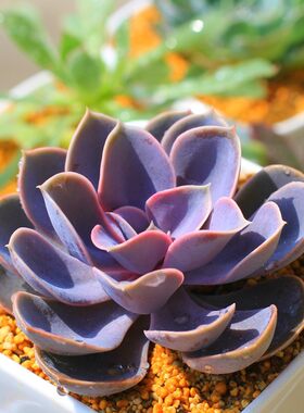 多肉植物红心莲办公室阳台