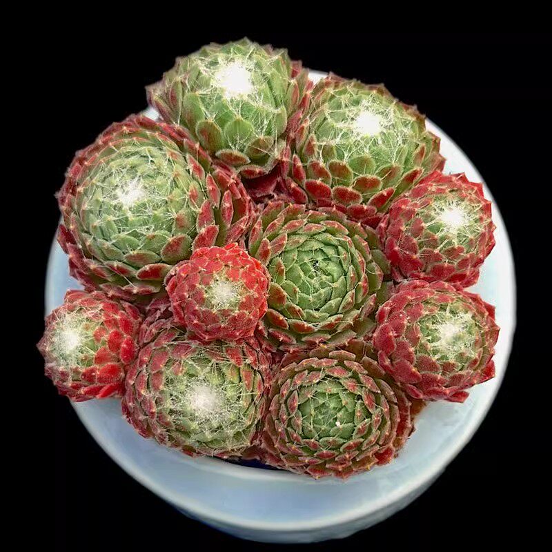 蛛丝卷娟长生草多肉植物多肉肉肉植物易好养活群生花卉绿植盆栽