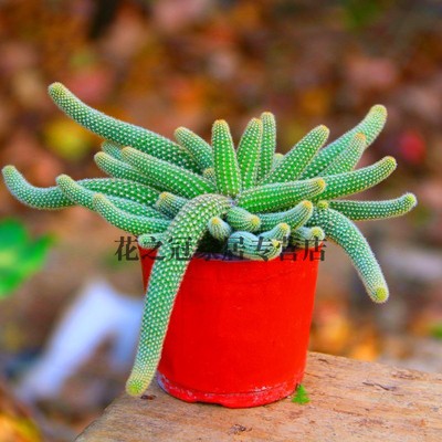 白檀垂吊盆栽多肉毛毛虫