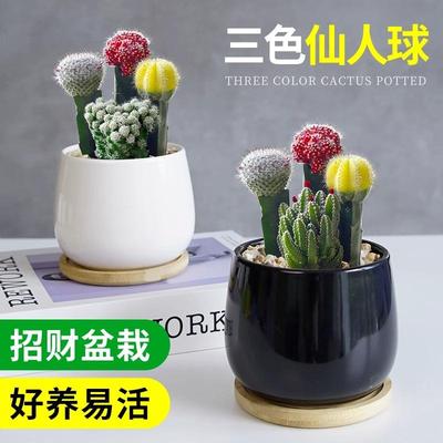 仙人球组合室内小盆栽三色球多肉植物仙人掌办公室桌面绿植