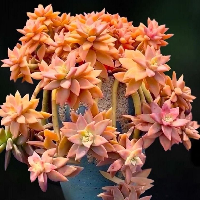 布丁多肉超大群生铭月果冻布丁老桩阳台庭院可露养高档爆款多肉绿