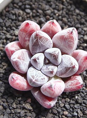 多肉植物 杜里万 暗文系 6cm超萌多肉组合绿植盆栽花卉肉肉植物