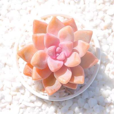 淡雪多肉植物小盆栽组合花卉绿植新手好养活室内防辐射萌肉肉植物