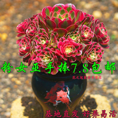 粉女巫法师锦多肉植物