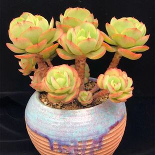 多肉植物组合盆栽绿植花卉碧桃办公桌带盆新手肉肉多颗组合