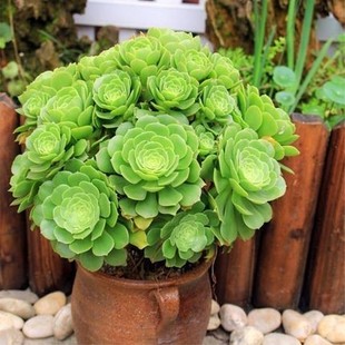 绿羊绒多肉法师多头群生老桩手捧花盆景办公室阳台肉肉绿植植物