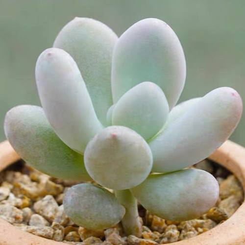 桃美人多肉盆栽美人系列肉肉可爱趣味萌懒人新手好养客厅卧室阳台