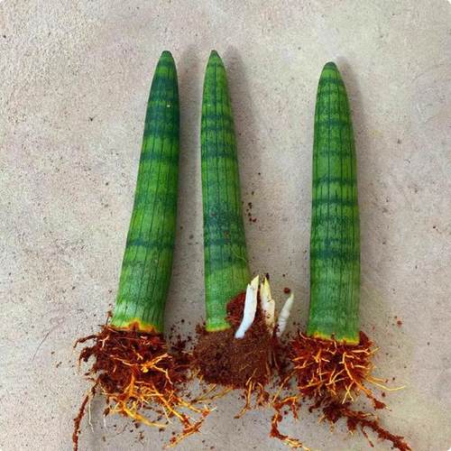 多肉擎天柱阳台四季好养活