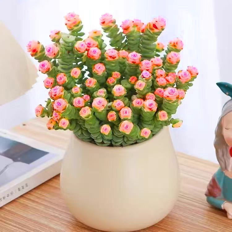 彩色钱串多头群生多肉植物盆栽肉肉钱串锦新手办公室创意花卉绿植,鲜花速递/花卉仿真/绿植园艺,多肉植物,淘宝优惠券,粉丝福利购,淘宝优惠卷