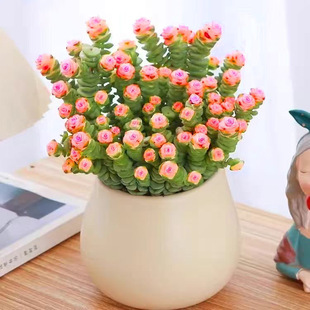 彩色钱串多头群生多肉植物盆栽肉肉钱串锦新手办公室创意花卉绿植