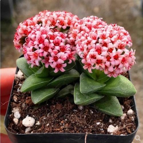 多肉植物 神童 新娘手捧花 小夜衣肉肉盆栽 新手易养活多肉 - 实物图