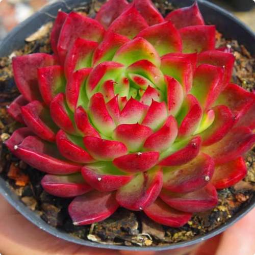巨型多肉植物大单头红东云多肉植物稀有盆栽
