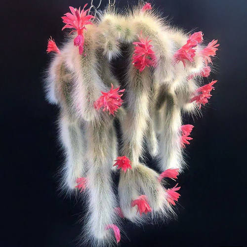 九尾狐多肉植物猴尾柱软毛猴尾巴垂吊软毛 仙人掌懒人盆栽花卉