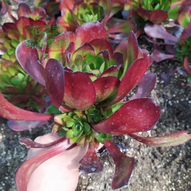 独眼红酒荷兰玫瑰法师多肉植物老桩一物一拍多肉植物捧花缀化