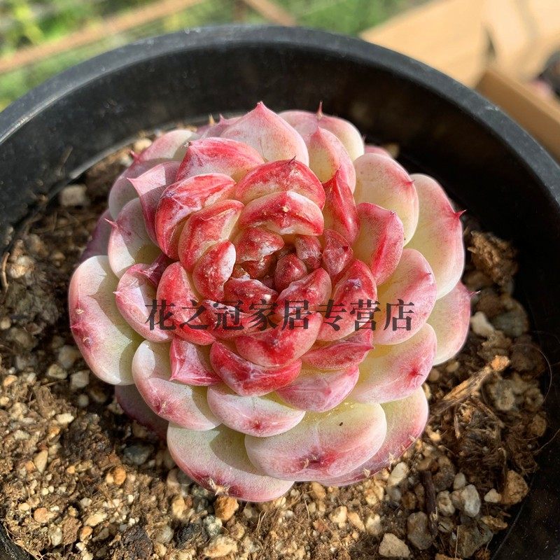 正版冰魄天鹅绒多肉植物 韩货肉肉绿植 朱砂痣橙梦露女王玫瑰,鲜花速递/花卉仿真/绿植园艺,多肉植物,淘宝优惠券,粉丝福利购,淘宝优惠卷