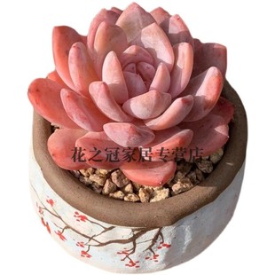 云南多肉植物纯露养三头雪天使小老桩一物一拍芙蓉雪莲橙梦露盆栽