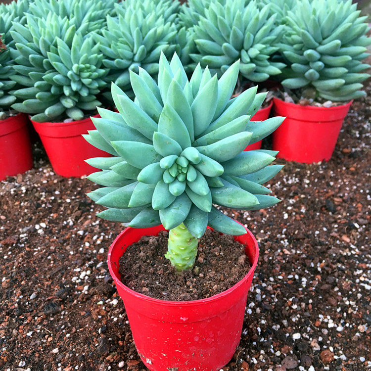 嘉奇园艺场 玉珠莲 千佛手 小老桩 办公室多肉植物,鲜花速递/花卉仿真/绿植园艺,多肉植物,淘宝优惠券,粉丝福利购,淘宝优惠卷