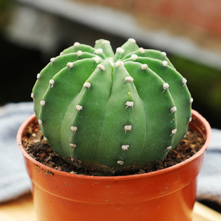 短毛丸仙人球多肉植物仙人掌盆栽室内桌面办公室开花仙人球小盆栽